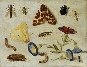 簡 凡 凱塞爾 Insects 簡 凡 凱塞爾 Insects